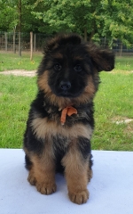 vom Trojangold, hodowla Owczarków Niemieckich Długowłosych