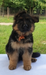 vom Trojangold, hodowla Owczarków Niemieckich Długowłosych