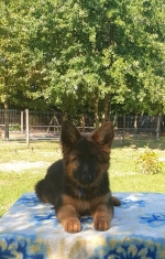 vom Trojangold, hodowla Owczarków Niemieckich Długowłosych