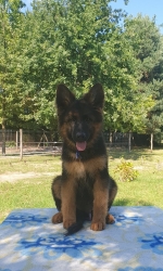 vom Trojangold, hodowla Owczarków Niemieckich Długowłosych