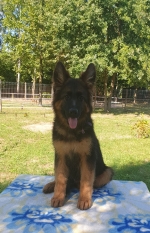 vom Trojangold, hodowla Owczarków Niemieckich Długowłosych