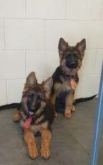 vom Trojangold, hodowla Owczarków Niemieckich Długowłosych