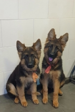 vom Trojangold, hodowla Owczarków Niemieckich Długowłosych