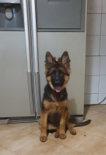 vom Trojangold, hodowla Owczarków Niemieckich Długowłosych