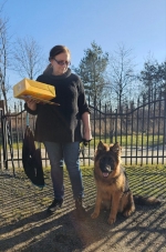 vom Trojangold, hodowla Owczarków Niemieckich Długowłosych