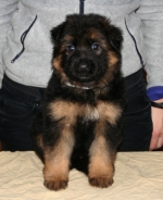 vom Trojangold, hodowla Owczarków Niemieckich Długowłosych