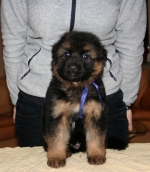 vom Trojangold, hodowla Owczarków Niemieckich Długowłosych