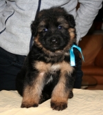 vom Trojangold, hodowla Owczarków Niemieckich Długowłosych