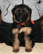 vom Trojangold, hodowla Owczarków Niemieckich Długowłosych