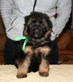 vom Trojangold, hodowla Owczarków Niemieckich Długowłosych