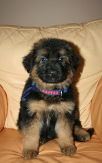 vom Trojangold, hodowla Owczarków Niemieckich Długowłosych