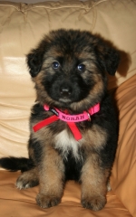 vom Trojangold, hodowla Owczarków Niemieckich Długowłosych