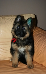 vom Trojangold, hodowla Owczarków Niemieckich Długowłosych