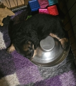 vom Trojangold, hodowla Owczarków Niemieckich Długowłosych