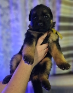 vom Trojangold, hodowla Owczarków Niemieckich Długowłosych