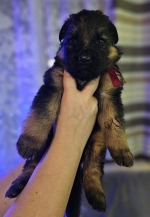 vom Trojangold, hodowla Owczarków Niemieckich Długowłosych