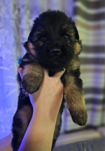 vom Trojangold, hodowla Owczarków Niemieckich Długowłosych