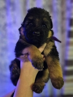 vom Trojangold, hodowla Owczarków Niemieckich Długowłosych