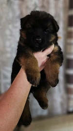 vom Trojangold, hodowla Owczarków Niemieckich Długowłosych