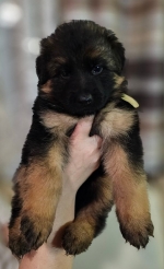 vom Trojangold, hodowla Owczarków Niemieckich Długowłosych