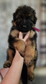 vom Trojangold, hodowla Owczarków Niemieckich Długowłosych