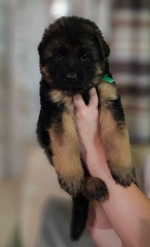 vom Trojangold, hodowla Owczarków Niemieckich Długowłosych