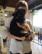 vom Trojangold, hodowla Owczarków Niemieckich Długowłosych