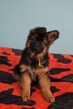 vom Trojangold, hodowla Owczarków Niemieckich Długowłosych