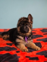 vom Trojangold, hodowla Owczarków Niemieckich Długowłosych