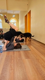 vom Trojangold, hodowla Owczarków Niemieckich Długowłosych