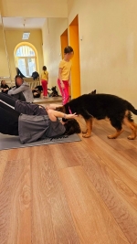 vom Trojangold, hodowla Owczarków Niemieckich Długowłosych