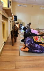 vom Trojangold, hodowla Owczarków Niemieckich Długowłosych