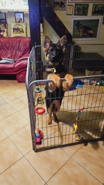 vom Trojangold, hodowla Owczarków Niemieckich Długowłosych