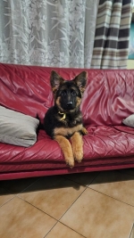 vom Trojangold, hodowla Owczarków Niemieckich Długowłosych