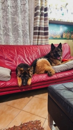 vom Trojangold, hodowla Owczarków Niemieckich Długowłosych