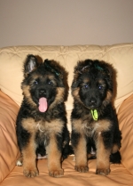 vom Trojangold, hodowla Owczarków Niemieckich Długowłosych