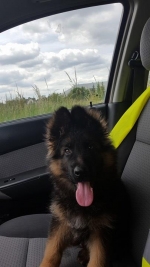 vom Trojangold, hodowla Owczarków Niemieckich Długowłosych