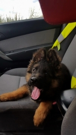 vom Trojangold, hodowla Owczarków Niemieckich Długowłosych