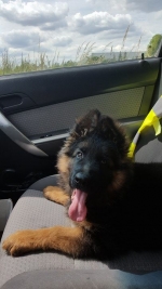 vom Trojangold, hodowla Owczarków Niemieckich Długowłosych