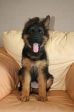 vom Trojangold, hodowla Owczarków Niemieckich Długowłosych