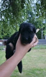 vom Trojangold, hodowla Owczarków Niemieckich Długowłosych