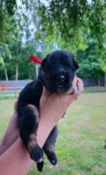 vom Trojangold, hodowla Owczarków Niemieckich Długowłosych