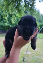 vom Trojangold, hodowla Owczarków Niemieckich Długowłosych