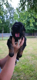 vom Trojangold, hodowla Owczarków Niemieckich Długowłosych