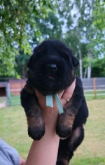 vom Trojangold, hodowla Owczarków Niemieckich Długowłosych