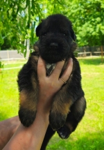 vom Trojangold, hodowla Owczarków Niemieckich Długowłosych