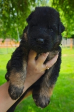 vom Trojangold, hodowla Owczarków Niemieckich Długowłosych