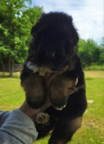 vom Trojangold, hodowla Owczarków Niemieckich Długowłosych