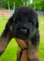 vom Trojangold, hodowla Owczarków Niemieckich Długowłosych