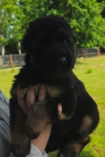 vom Trojangold, hodowla Owczarków Niemieckich Długowłosych